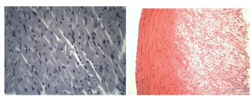 WMC-BS-2030B Biological Microscope