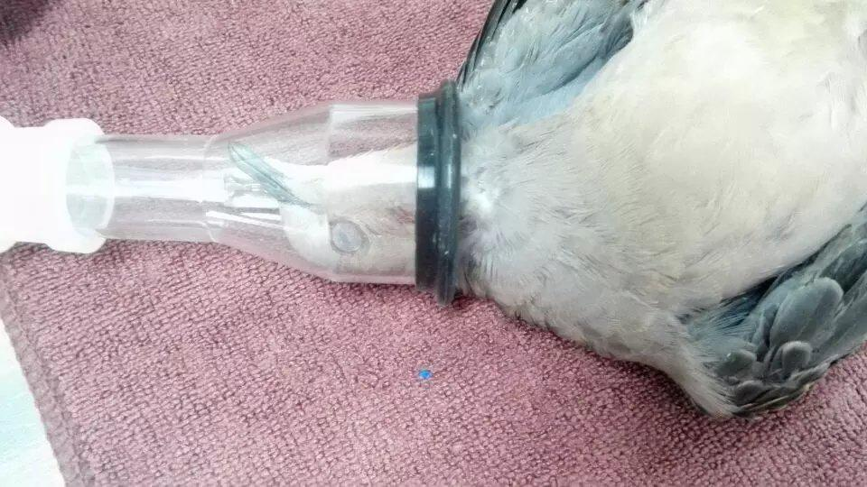 Bird Anesthesia Mask