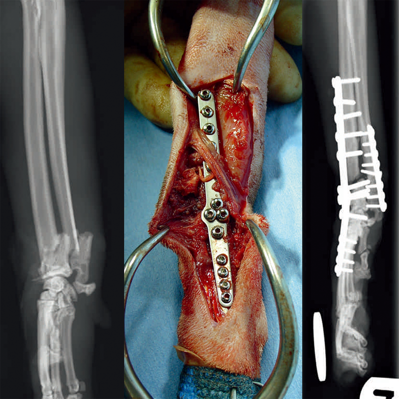 Forelimb Salvage Plate