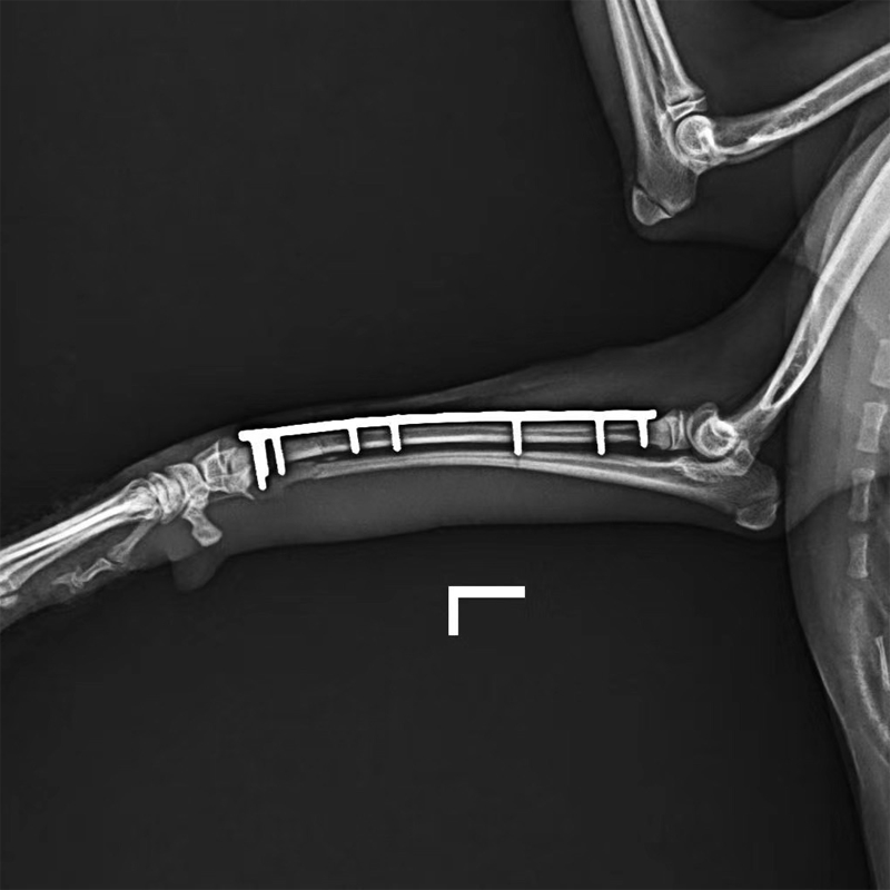 ALPS-3 Titanium Locking System