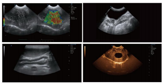 Wondcon WMV-P8-VET High-end Portable Veterinary Color Doppler