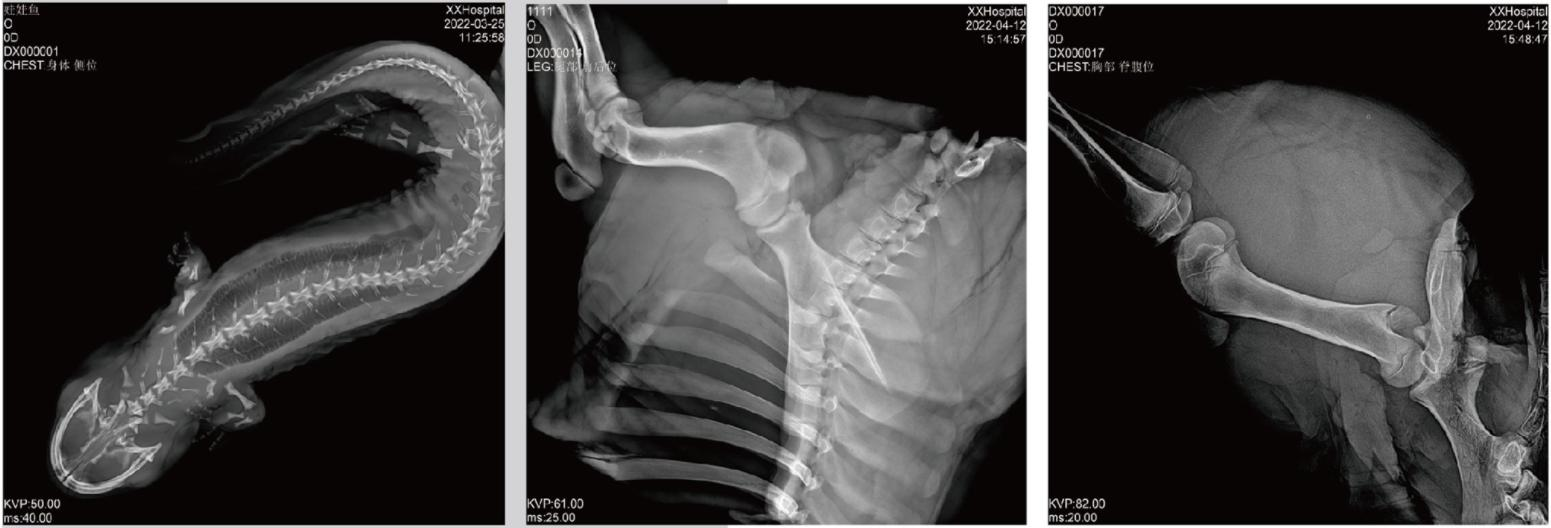 WMV-RV-5B Animal Digital X-ray Radiography System