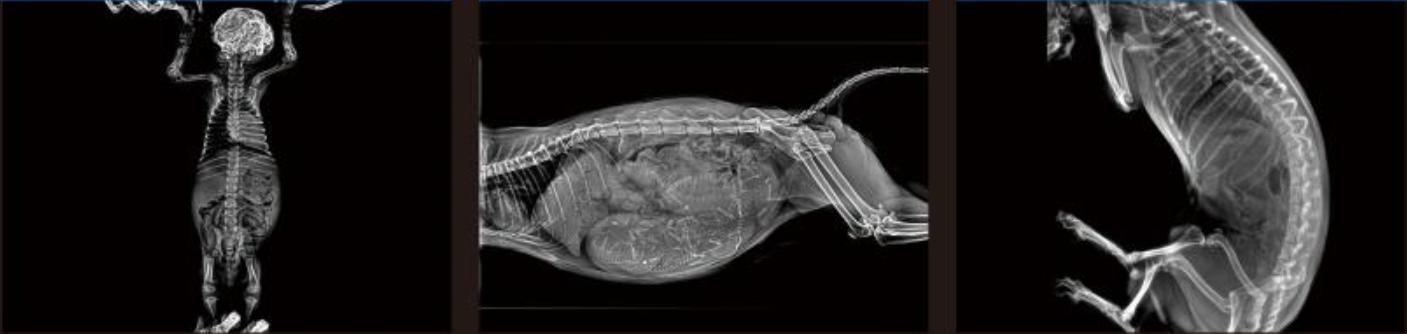 WMV-RV-32A VETERINARY DIGITAL X-RAY SYSTEM